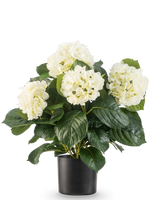 La plante Hortensia artificielle UV 43 cm blanche possède des feuilles vertes luxuriantes et de grandes fleurs d'hortensia blanches dans un pot noir, sur un fond blanc uni.