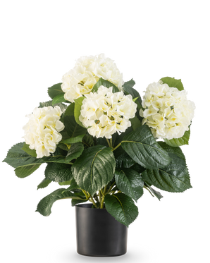 La plante Hortensia artificielle UV 43 cm blanche possède des feuilles vertes luxuriantes et de grandes fleurs d'hortensia blanches dans un pot noir, sur un fond blanc uni.
