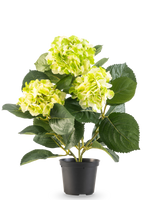 L'Hortensia Artificiel Vert UV 35 cm présente trois bouquets de fleurs jaune-vert clair et de grandes feuilles vert foncé, le tout dans un pot sur fond blanc.