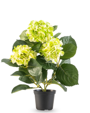 L'Hortensia Artificiel Vert UV 35 cm présente trois bouquets de fleurs jaune-vert clair et de grandes feuilles vert foncé, le tout dans un pot sur fond blanc.