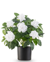 La plante artificielle Gardenia UV 39 cm blanc a des feuilles vertes luxuriantes et de grandes fleurs de gardénia blanches dans un simple pot noir, sur un fond blanc uni.