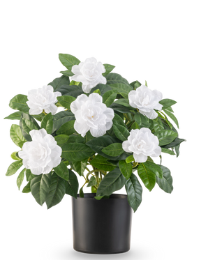 La plante artificielle Gardenia UV 39 cm blanc a des feuilles vertes luxuriantes et de grandes fleurs de gardénia blanches dans un simple pot noir, sur un fond blanc uni.