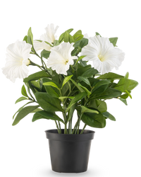 Plante artificielle de pétunia 25 cm blanc
