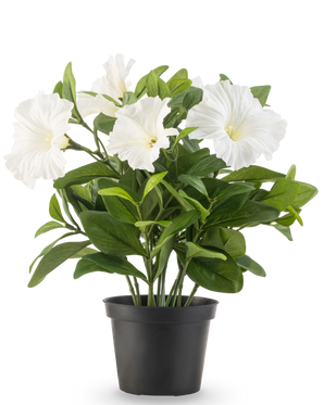 Une plante de pétunia artificielle UV de 25 cm de haut dans un pot en plastique noir a des feuilles vertes luxuriantes et plusieurs grandes fleurs blanches en forme de trompette, sur un fond blanc uni.