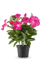 Une plante de pétunia artificielle UV de 25 cm de couleur rose foncé, avec de larges feuilles vertes et des fleurs vibrantes dans un pot en plastique noir, sur un fond blanc uni.