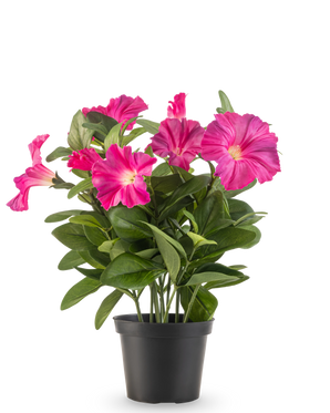 Une plante de pétunia artificielle UV de 25 cm de couleur rose foncé, avec de larges feuilles vertes et des fleurs vibrantes dans un pot en plastique noir, sur un fond blanc uni.