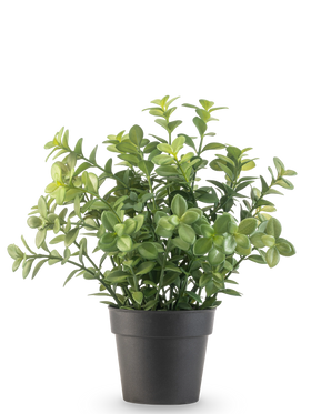 La Plante Artificielle Eucalyptus 27 cm possède des feuilles vertes denses dans un simple pot gris foncé, sur un fond uni blanc.