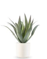 L'Agave artificielle 30 cm en pot décoratif a une succulente verte avec de longues feuilles pointues qui poussent vers le haut, présentée dans un simple pot blanc texturé sur un fond blanc uni.