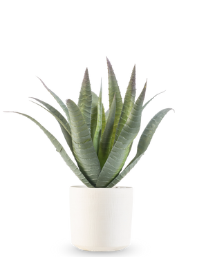 L'Agave artificielle 30 cm en pot décoratif a une succulente verte avec de longues feuilles pointues qui poussent vers le haut, présentée dans un simple pot blanc texturé sur un fond blanc uni.