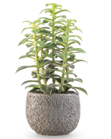 De Kunst vetplant in sierpot 25 cm heeft rechtopstaande groene vetplantstengels in een grijze pot met structuur, afgebeeld tegen een witte achtergrond.