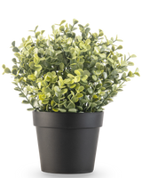 De Kunstplant Buxus groen in pot UV 19 cm is een kleine, groenbladige kunstplant met ronde bladeren in een eenvoudige zwarte pot, tegen een witte achtergrond.