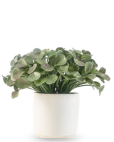 Une plante succulente artificielle de 22 cm aux feuilles rondes se dresse dans un simple pot décoratif blanc sur un fond blanc.