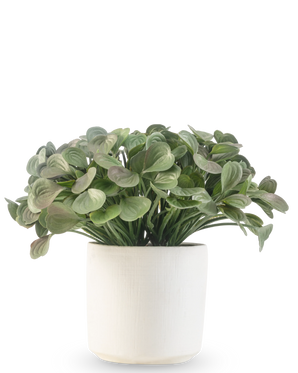 Une plante succulente artificielle de 22 cm aux feuilles rondes se dresse dans un simple pot décoratif blanc sur un fond blanc.