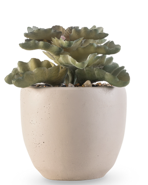 De Kunst vetplant 15 cm heeft groene, golvende platte bladeren in een ronde pot van lichtbeige keramiek met kleine steentjes, tegen een witte achtergrond.