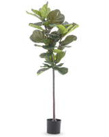 La plante artificielle Ficus Tobacco Plant Deluxe 155 cm a de larges feuilles vertes et est présentée dans un pot noir, représenté sur un fond blanc uni.