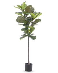 Plante artificielle Ficus Tobacco Deluxe 155 cm