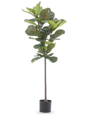 La plante artificielle Ficus Tobacco Plant Deluxe 155 cm a de larges feuilles vertes et est présentée dans un pot noir, représenté sur un fond blanc uni.