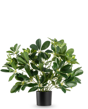 La plante artificielle Baby Schefflera UV 45 cm possède de larges feuilles brillantes et se présente dans un simple pot noir, sur un fond blanc uni.