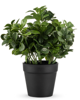 La plante artificielle Peperomia de 20 cm a des feuilles vertes rondes et luxuriantes et est présentée dans un simple pot noir sur un fond blanc uni.