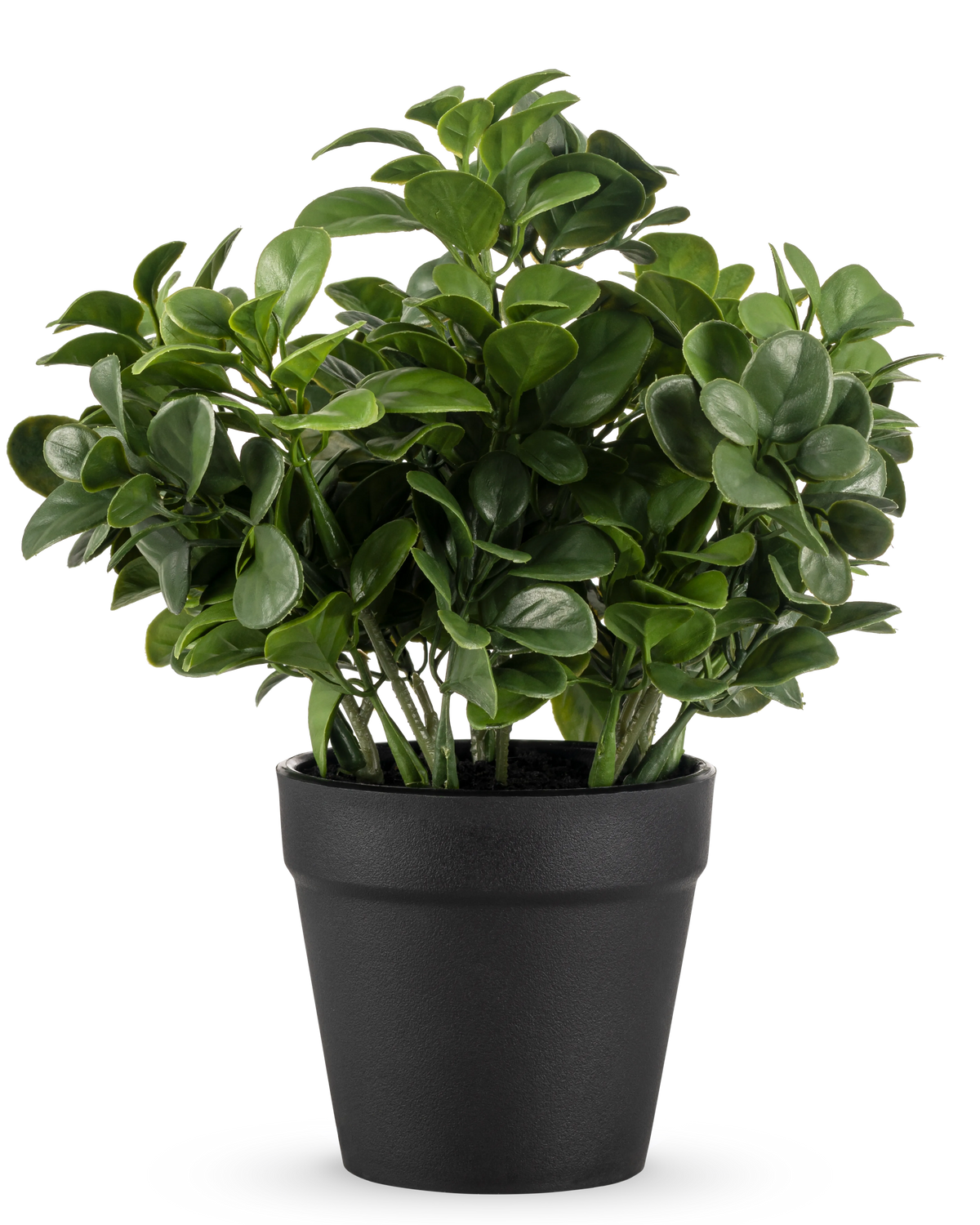 La plante artificielle Peperomia de 20 cm a des feuilles vertes rondes et luxuriantes et est présentée dans un simple pot noir sur un fond blanc uni.