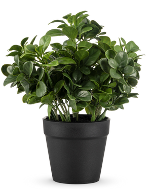 La plante artificielle Peperomia de 20 cm a des feuilles vertes rondes et luxuriantes et est présentée dans un simple pot noir sur un fond blanc uni.