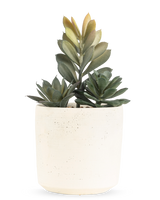 La plante succulente artificielle de 20 cm a une succulente compacte avec des feuilles vertes luxuriantes dans un pot simple avec une texture blanc cassé, sur un fond blanc uni.