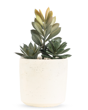 La plante succulente artificielle de 20 cm a une succulente compacte avec des feuilles vertes luxuriantes dans un pot simple avec une texture blanc cassé, sur un fond blanc uni.