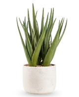 La plante artificielle Aloe Vera 43 cm présente de longues feuilles vertes pointues dans un petit pot rond avec une structure blanche et des galets, sur un fond uni blanc.