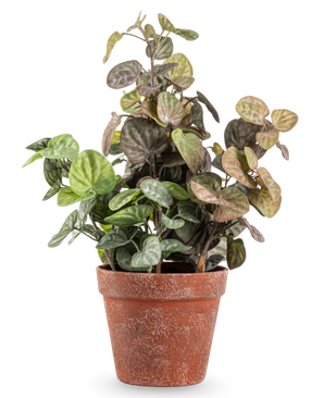 La plante artificielle Peperomia de 35 cm présente des feuilles rondes teintées de vert et de violet dans un pot en terre cuite patinée, sur un fond blanc uni.