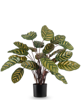 La Plante Artificielle Calathea Makoyana UV 60 cm rouge est une plante artificielle aux grandes feuilles ovales vertes avec des rayures jaunes sur un fond uni blanc.