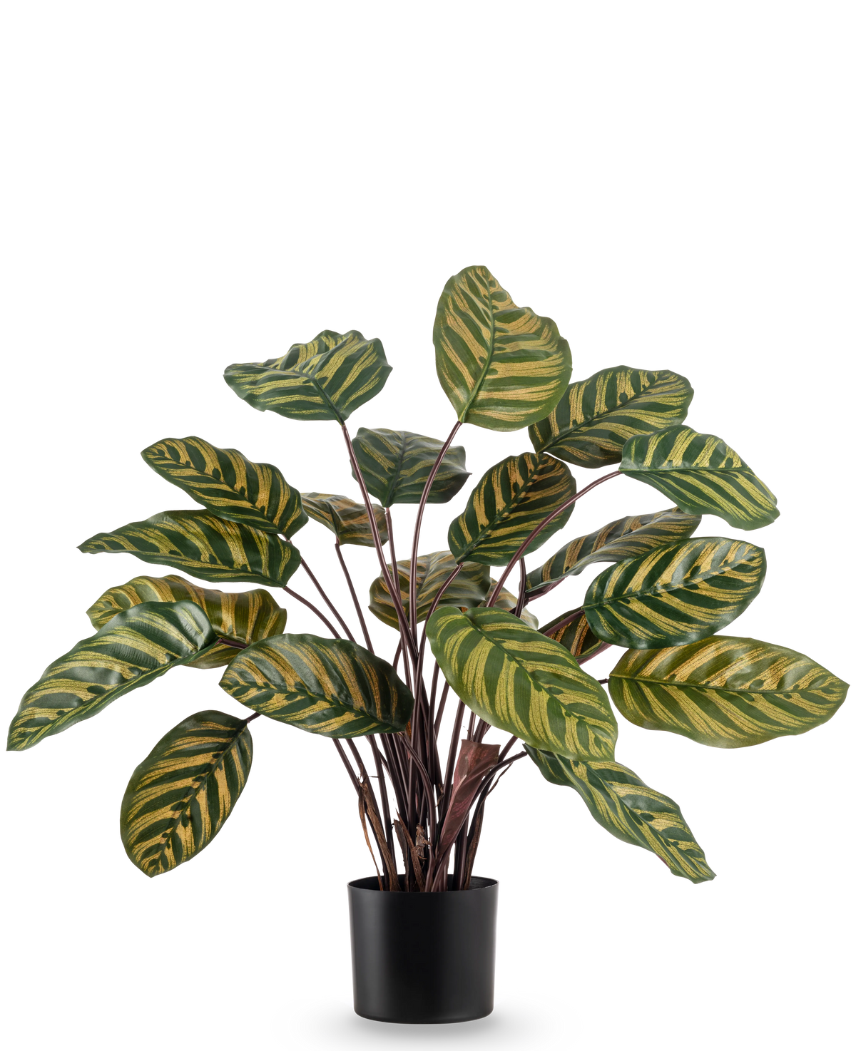 La Plante Artificielle Calathea Makoyana UV 60 cm rouge est une plante artificielle aux grandes feuilles ovales vertes avec des rayures jaunes sur un fond uni blanc.