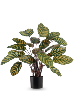 La Plante Artificielle Calathea Makoyana UV 60 cm rouge est une plante artificielle aux grandes feuilles ovales vertes avec des rayures jaunes sur un fond uni blanc.