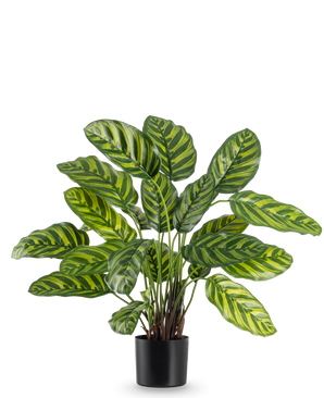 La plante artificielle Calathea Makoyana 60 cm présente de grandes feuilles vertes vibrantes avec des rayures vert clair et jaunes, dans un pot de fleur élégant sur un fond blanc uni.