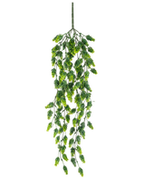La Plante Artificielle Suspendue Hop UV 80 cm est une plante artificielle suspendue aux feuilles vertes en cascade sur de longues tiges fines, isolées sur un fond blanc.