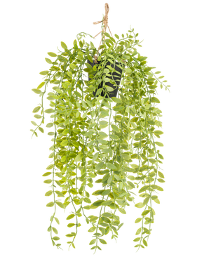 La plante artificielle suspendue Pumila en pot de 55 cm a de longues tiges pendantes avec de petites feuilles ovales vertes, dans un pot noir avec une corde sur fond blanc.