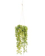 La Plante succulente artificielle suspendue de 53 cm en pot présente des feuilles vertes rondes émergeant d'un pot suspendu, maintenues par de fines cordelettes marron sur un fond uni blanc.