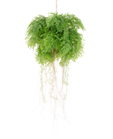 La plante artificielle suspendue Fougère avec racines d55 cm avec système de suspension a des feuilles vertes luxuriantes et des vrilles délicates, qui ajoutent une beauté naturelle réaliste à votre espace. Il peut être facilement accroché et rehausse n'importe quel décor avec un charme réaliste.