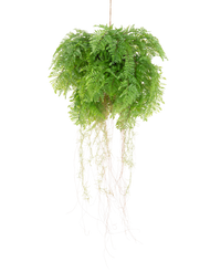 Plante artificielle tombante Fougère avec racines d55 cm avec système de suspension