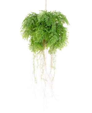 La plante artificielle suspendue Fougère avec racines d55 cm avec système de suspension a des feuilles vertes luxuriantes et des vrilles délicates, qui ajoutent une beauté naturelle réaliste à votre espace. Il peut être facilement accroché et rehausse n'importe quel décor avec un charme réaliste.