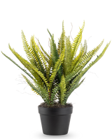La plante artificielle Fougère de Boston 53 cm possède de longues feuilles vertes fines dans un pot noir, sur un fond uni blanc.