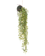 La plante succulente artificielle suspendue sur boule de 78 cm a des feuilles rondes vertes émergeant d'une petite jardinière sphérique recouverte de mousse, parfaite comme accent décoratif sur un fond blanc uni.