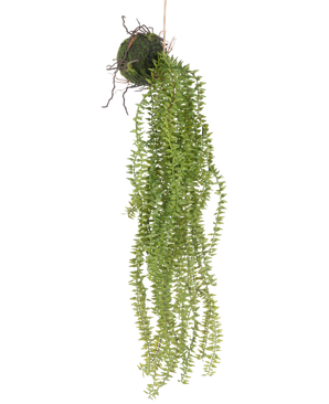 La plante artificielle suspendue Phlegmariurus Ball 55 cm présente des feuilles vertes luxuriantes et suspendues qui tombent en cascade d'une boule recouverte de mousse, suspendue à une ficelle pour un affichage élégant sur n'importe quel fond.