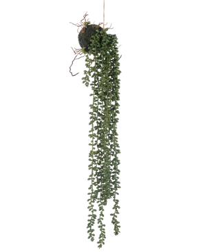 La plante artificielle suspendue Senecio ball 58 cm possède de longues vrilles vertes sinueuses avec de petites feuilles rondes qui pendent à une boule de mousse, sur un fond blanc.