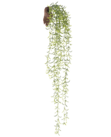 La plante artificielle suspendue Senecio 86 cm possède de longues tiges succulentes vertes avec de petites feuilles étroites qui émergent d'une motte brune, sur un fond blanc.