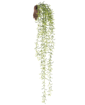 La plante artificielle suspendue Senecio 86 cm possède de longues tiges succulentes vertes avec de petites feuilles étroites qui émergent d'une motte brune, sur un fond blanc.