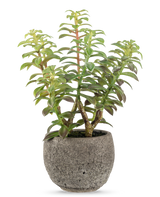 La succulente artificielle en pot décoratif 31 cm présente une succulente verte avec des tiges épaisses et dressées et des feuilles allongées, dans un pot en pierre grise avec texture, parfaite comme accent décoratif sur un fond blanc.