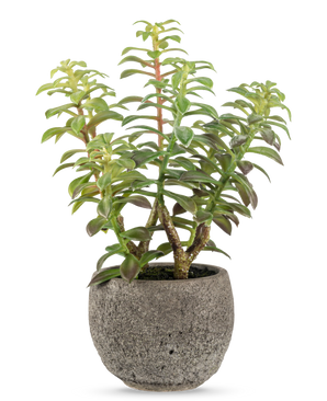 La succulente artificielle en pot décoratif 31 cm présente une succulente verte avec des tiges épaisses et dressées et des feuilles allongées, dans un pot en pierre grise avec texture, parfaite comme accent décoratif sur un fond blanc.