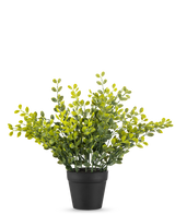 La Plante à Feuilles de Thé Artificielles 25 cm est une petite plante au feuillage vert avec des feuilles jaunes dans un simple pot noir, sur fond blanc uni.