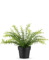 La plante artificielle Anthurium 27 cm possède de longues feuilles vertes fines s'étendant d'un pot en plastique noir, sur un fond blanc uni.