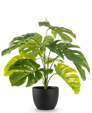 Le Monstera artificiel 55 cm en pot décoratif noir présente de grandes feuilles vertes fendues et brillantes dans un pot décoratif noir, sur un fond blanc uni.